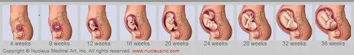 babydevelopment-00001 webp